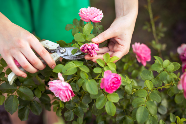 Photo of lady pruning pink rose bush as part of summer garden preparation
